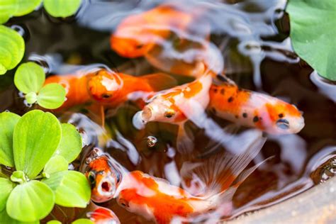 The 8 Best (And 5 Worst) Fish for Your Pond .